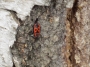 insekten---feuerkaefer