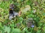insekten---hummel-im-gras