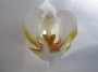 orchidee